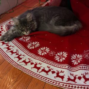 Anne Burrell Instagram - My tree is up and It’s the first Christmas for #ladylorraineperiwinkle !!! Thankfully she is not interested in climbing the tree!!! #nuttynancycrazypants loves Christmas time too!!! #theclaxtons #imaddictedtomykitties #mainecooncats #ilovewhatido #luckygirl