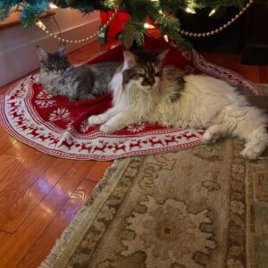 Anne Burrell Instagram - My tree is up and It’s the first Christmas for #ladylorraineperiwinkle !!! Thankfully she is not interested in climbing the tree!!! #nuttynancycrazypants loves Christmas time too!!! #theclaxtons #imaddictedtomykitties #mainecooncats #ilovewhatido #luckygirl