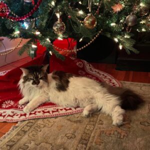 Anne Burrell Instagram - My tree is up and It’s the first Christmas for #ladylorraineperiwinkle !!! Thankfully she is not interested in climbing the tree!!! #nuttynancycrazypants loves Christmas time too!!! #theclaxtons #imaddictedtomykitties #mainecooncats #ilovewhatido #luckygirl