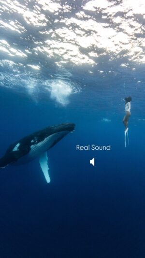 Ariadna Hafez Navarro Instagram - Uno de los momentos más especiales que puedes tener debajo del agua es escuchar los cantos de las ballenas jorobadas. La forma en que esa frecuencia retumba en tu cuerpo pone la piel de gallina. Incluso impresiona más cuando como en este vídeo, no las ves, solo ves océano, pero las escuchas como si estuvieran a 1 metro de ti. Sabes que están ahí, que pueden aparecer en cualquier momento, pero no las ves.. y cuando esta experiencia se suma a la hora mágica del atardecer, con sus rayos entrando al agua.. sin duda de los atardeceres más mágicos que he tenido 🤍