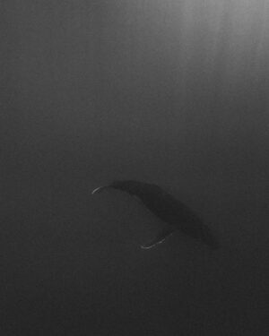 Ariadna Hafez Navarro Instagram - De lo que están hechos mis sueños 🐋🤍 
📷 Magic by @megbatphoto 

Shot under Permit Diren No6381