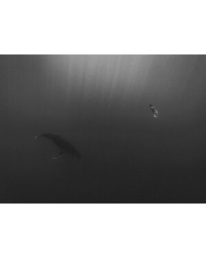 Ariadna Hafez Navarro Instagram - De lo que están hechos mis sueños 🐋🤍 
📷 Magic by @megbatphoto 

Shot under Permit Diren No6381