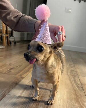 Arielle Vandenberg Instagram - My tiny Best Friend. Our Angel went to Heaven. 🕊️I don’t even know where to start and can’t believe I’m typing this. This is so painful. But I’ll start with the important stuff - I know she is running around Heaven with her new legs! I know she’s in Jesus‘s lap. I know she’s with my grandparents! I know they’re holding her and kissing her the way I would. I know she’s playing with her first owner and even her doggy parents! These thoughts bring me so much comfort and joy.  Stinky, you changed my life. You legit turned me into a mom.  I’ve never loved a dog like this before. Matt and I were truly so lucky.
You brought me so much joy! You could make me laugh like nothing else.  I have your little fleece sweater here that I’ve been pushing against my face, smelling it and using it to wipe my tears. This little sweater reminds me how tiny you were. I can’t believe such a magical energy could fit in something so tiny. The energy that you brought to this world was like no other. Your gift was initiating smiles in anyone that saw you. EVERYONE loved you. I loved carrying you around and intentionally putting you next to people that I felt needed a little joy in their life. 🥹 You turned Matt into a little dog loving softy. He has always been a gentle caring man but now he was your dad! He took such good care of you. All the way down to warming your paws after bringing you in from the wet grass. 😭 🐾 Stinky, thank you for your endless love. Thank you for staring at me 24/7. Thank you for always wondering where I was. Thank you for always finding me. Thank you for being such a good girl. 
As hard as this is I don’t like calling this a loss. Because it’s a major gain in the spiritual realm. Her beautiful spirit and delicate yet resilient soul will be dancing around forever! I don’t feel like I lost you. I truly feel like you’re right here next to me. You will always be a part of me. I will miss and love you forever and ever and ever my sweetest girl!🥹❤️ See you in my dreams Ticket!