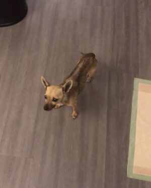 Arielle Vandenberg Instagram - My tiny Best Friend. Our Angel went to Heaven. 🕊️I don’t even know where to start and can’t believe I’m typing this. This is so painful. But I’ll start with the important stuff - I know she is running around Heaven with her new legs! I know she’s in Jesus‘s lap. I know she’s with my grandparents! I know they’re holding her and kissing her the way I would. I know she’s playing with her first owner and even her doggy parents! These thoughts bring me so much comfort and joy.  Stinky, you changed my life. You legit turned me into a mom.  I’ve never loved a dog like this before. Matt and I were truly so lucky.
You brought me so much joy! You could make me laugh like nothing else.  I have your little fleece sweater here that I’ve been pushing against my face, smelling it and using it to wipe my tears. This little sweater reminds me how tiny you were. I can’t believe such a magical energy could fit in something so tiny. The energy that you brought to this world was like no other. Your gift was initiating smiles in anyone that saw you. EVERYONE loved you. I loved carrying you around and intentionally putting you next to people that I felt needed a little joy in their life. 🥹 You turned Matt into a little dog loving softy. He has always been a gentle caring man but now he was your dad! He took such good care of you. All the way down to warming your paws after bringing you in from the wet grass. 😭 🐾 Stinky, thank you for your endless love. Thank you for staring at me 24/7. Thank you for always wondering where I was. Thank you for always finding me. Thank you for being such a good girl. 
As hard as this is I don’t like calling this a loss. Because it’s a major gain in the spiritual realm. Her beautiful spirit and delicate yet resilient soul will be dancing around forever! I don’t feel like I lost you. I truly feel like you’re right here next to me. You will always be a part of me. I will miss and love you forever and ever and ever my sweetest girl!🥹❤️ See you in my dreams Ticket!