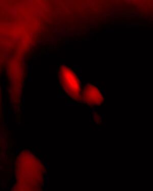 Asia Argento Instagram - Deep Red 🩸