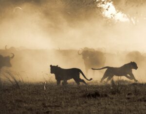Beverly Joubert Instagram - In a swirling haze of dust and confusion, an ancient rivalry plays out. For the lions, success lies in their ability to work together and strategise, coordinating the chaos to work in their favour. But a buffalo is no easy target; hunts like these are about favouring reward over risk. Sadly, there's an even greater risk that threatens even the hardiest of both predator and prey: dwindling space. As human development surges ever forward, natural habitats are shrinking and many species are being forced into smaller and smaller pockets of fragmented land where survival can be tenuous. Through @GreatPlainsConservation and @GreatPlainsFoundation, we have been working to protect natural habitats, rewildling landscapes and providing a home for imperilled species. It's a small step towards a more sustainable future – something that we will never stop striving for.⁣
⁣
Title: A Study in Confrontation⁣
This image, among others, is available for purchase on my website, link in the bio.⁣⁣⁣⁣⁣
.⁣⁣⁣⁣⁣
⁣⁣⁣⁣
⁣⁣⁣⁣⁣
#lions #buffalo #wildlifephotography #conservation #fineartphotography