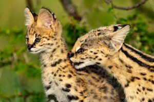 Beverly Joubert Instagram - Motherhood in the animal kingdom is a testament to resilience, teaching, and unwavering care – every lick, nuzzle, and watchful gaze shapes the future of the next generation. This serval mom's gentle grooming helps keep her kitten's fur clean and free from parasites but it also reinforces the powerful bond between mother and offspring – a connection that can be felt across multiple species in the wild. Servals may not get as much of the limelight as their larger feline relatives, but these elegant, long-legged cats play a vital role in maintaining ecological balance. With their incredible hunting skills and success rate, they help control populations of rodents and other small mammals. This wide-eyed kitten will grow up to be an important part of a delicate web of life that deserves to be protected.⁣
⁣
Title: Devoted⁣
This image, among others, is available for purchase on my website, link in the bio.⁣⁣
.⁣⁣
⁣
⁣⁣
#serval #wildlifephotography #catsofinstagram #conservation #fineartphotography