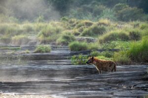 Beverly Joubert Instagram - In the crisp, icy dawn, softened by swirling mist rising from a stream, this lone spotted hyena braved the cold water, wading to the other side where he’ll find refuge for the day when the temperature starts to climb. Hyenas are usually more active at cooler times of the day and prefer to do their hunting and prowling under the cover of darkness. Although they get much of the moisture they need from their prey, they’ll drink when fresh water is available. They also seem acutely aware that most plains game is water-dependent, so where there’s a river or stream, food is never far away.
​⁣⁣⁣⁣
Title: Silence
This image, among others, is available for purchase on my website, link in the bio.⁣⁣⁣
.⁣⁣⁣
⁣⁣
⁣⁣⁣
#hyena #spottedhyena #nature #wildlife #Conservation #fineartphotography