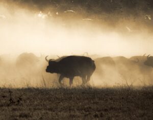 Beverly Joubert Instagram - In a swirling haze of dust and confusion, an ancient rivalry plays out. For the lions, success lies in their ability to work together and strategise, coordinating the chaos to work in their favour. But a buffalo is no easy target; hunts like these are about favouring reward over risk. Sadly, there's an even greater risk that threatens even the hardiest of both predator and prey: dwindling space. As human development surges ever forward, natural habitats are shrinking and many species are being forced into smaller and smaller pockets of fragmented land where survival can be tenuous. Through @GreatPlainsConservation and @GreatPlainsFoundation, we have been working to protect natural habitats, rewildling landscapes and providing a home for imperilled species. It's a small step towards a more sustainable future – something that we will never stop striving for.⁣
⁣
Title: A Study in Confrontation⁣
This image, among others, is available for purchase on my website, link in the bio.⁣⁣⁣⁣⁣
.⁣⁣⁣⁣⁣
⁣⁣⁣⁣
⁣⁣⁣⁣⁣
#lions #buffalo #wildlifephotography #conservation #fineartphotography