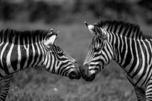 Beverly Joubert Instagram - A gentle nuzzle to say hello. Zebras use a number of strategies to communicate including facial expressions, sound and ear positioning. Their versatile vocal range includes loud braying and barking as well as soft snorting sounds. Silent communication takes the form of careful ear positioning, teeth barring and even how wide open their eyes are. There is likely an entire zebra language comprised of subtle actions and sounds that we are yet to decipher – and possibly never will.⁣
⁣⁣
Title: Greetings⁣
This image, among others, is available for purchase on my website, link in the bio.⁣⁣⁣⁣⁣⁣
.⁣⁣⁣⁣⁣⁣
⁣⁣⁣⁣⁣
⁣⁣⁣⁣⁣⁣
#zebra #animalcommunication #wildlifephotography #conservation #fineartphotography