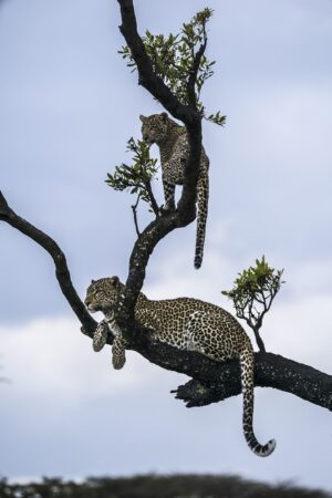 Beverly Joubert Instagram - Some years ago, we were fortunate to spent time with this gorgeous female leopard named Fig as she raised her cub on the plains of the Maasai Mara. A frightening clash with lions left Fig wary of rival cats, so we often found her in the safety of the treetops resting in the boughs and occasionally using her lofty vantage point to launch aerial attacks on prey. This wisdom was passed on her cub, and the youngster quickly learned to use trees to her advantage. Vital knowledge that she'll no doubt need one day to survive.

#leopard #bigcats #wildlifephotography #bigcatsofinstagram #conservation