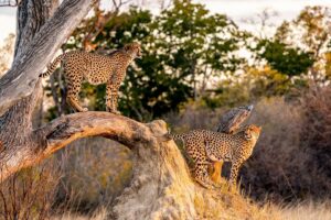 Beverly Joubert Instagram - The lure of a well-positioned vantage point usually proves irresistible to cheetahs – they are drawn to termite mounds or fallen trees as though driven by an innate instinct. In the stillness of the savannah, these two brothers clambered onto a tree stump to survey their vast kingdom. For male cheetahs, forming coalitions greatly increases their chances of survival. It means extra eyes to scan for threats and an increased chance of success when on the hunt. Their bond is unbreakable, a partnership forged by survival and trust in a world where every day is a test of resilience.⁣
⁣⁣
Title: Brothers⁣
This image, among others, is available for purchase on my website, link in the bio.⁣⁣⁣
.⁣⁣⁣
⁣⁣
⁣⁣⁣
#cheetahs #bigcats #wildlifephotography #bigcatsofinstagram #conservation #fineartphotography