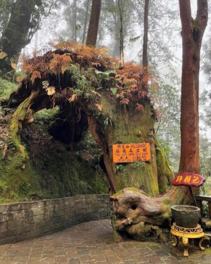 Chanidapa Pongsilpipat Instagram - Nature Therapy with Hinoki Cypress. 🌿🍁 #alishan #alishannationalscenicarea #alishannationalforestrecreationarea #chiayi #taiwan #ChaniInAsia #prada