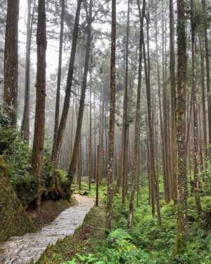 Chanidapa Pongsilpipat Instagram - Nature Therapy with Hinoki Cypress. 🌿🍁 #alishan #alishannationalscenicarea #alishannationalforestrecreationarea #chiayi #taiwan #ChaniInAsia #prada