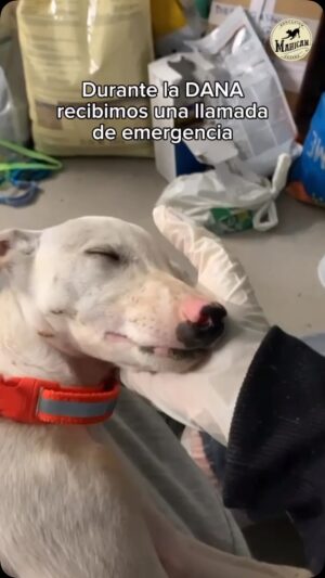 Clara Lago Instagram - Terminó 2024, pero su impacto continúa. 

Al igual que esta historia, hay decenas de ellas. Cientos de animales fueron acogidos en el campo del Benimaclet tras la DANA en #Valencia necesitan un espacio a largo plazo que les asegure su protección. 

Ayúdanos a que en 2025 este espacio sea una realidad en @mahican_latribu_delperro y este futuro sea posible. 🙏

Puedes hacer tu donación en en nuestra web 👉  ochotumbao.org 

🔴 También puedes colaborar económicamente:

👉🏽Bizum: ‪10156
👉🏽Paypal: info@ochotumbao.org
👉🏽Cuenta Bancaria: ES85 0237 4456 40 9174002159

#Ochotumbao