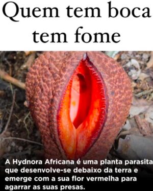 Claudia Campolina Instagram - Engajem mto, Chernobylas. Minha entrega caiu do nada e preciso entender se voltou ao normal 😢