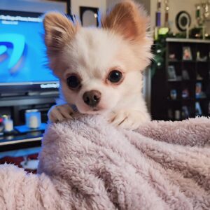 Darcy Donavan Instagram - 🎉✨CELEBRATING ME AND MY FUR-BABY BILLIONS, BIRTHDAY! ✨🎉 

Today, I’m celebrating not just another year around the sun, as well as my fur-baby, Billions(who turns 3 today), but celebrating the incredible gift of life itself! 🌈💖 

On this special day, I want to shout out to all my beautiful and talented friends, family, and fans who make my journey so much brighter!❤️💯Your love and support mean the world to me!❤️💜🙏

Reflecting on my life, I can’t help but feel grateful. In 2016, I faced a moment that changed everything—I got extremely sick and almost lost my life in the hospital. That experience taught me to treasure every single day, every laugh, and every moment shared with you.🙏🙏 It’s a reminder that time is a precious gift, and I’m so thankful to God for blessing me with another year to embrace and enjoy.❤️💯

So here’s to celebrating life, love, and the amazing people who fill my heart with joy! 💖 Let’s make today unforgettable! Cheers to more adventures, laughter, and love! 🥳🌟 

LOVE YOU ALL SO MUCH!!❤️
BIG BIRTHDAY HUGS TO EACH OF YOU!🎉

⭐️DD⭐️

#BirthdayLove #Gratitude #CelebrateLife #BlessedBeyondMeasure