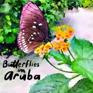 Debbie Millman Instagram - Butterflies in Aruba 🦋🇦🇼