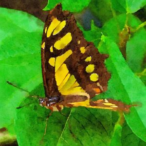 Debbie Millman Instagram - Butterflies in Aruba 🦋🇦🇼