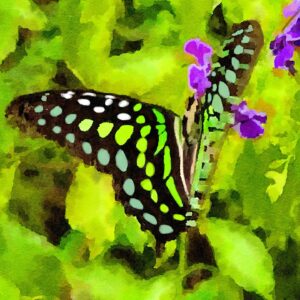 Debbie Millman Instagram - Butterflies in Aruba 🦋🇦🇼