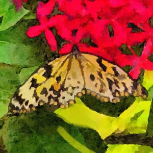 Debbie Millman Instagram - Butterflies in Aruba 🦋🇦🇼