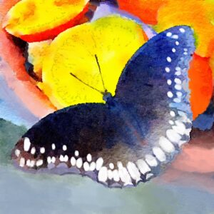 Debbie Millman Instagram - Butterflies in Aruba 🦋🇦🇼