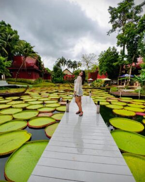 Dimple Hayathi Instagram - 🪷 all around me 🥰 #phuket #dimplehayathi #madoobuaphuket #lotus #love #me