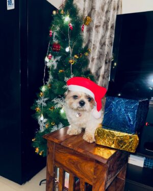 Elakkiya Instagram - Happy Christmas to all 🎄✨♥️

#elakkiya#happychristmas