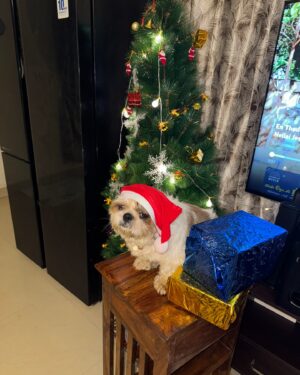 Elakkiya Instagram - Happy Christmas to all 🎄✨♥️

#elakkiya#happychristmas
