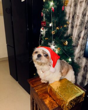 Elakkiya Instagram - Happy Christmas to all 🎄✨♥️

#elakkiya#happychristmas