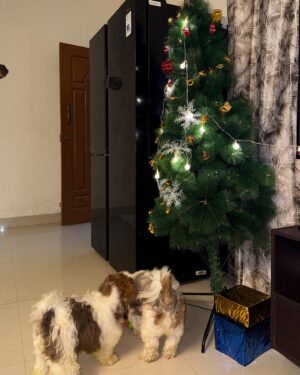 Elakkiya Instagram - Happy Christmas to all 🎄✨♥️

#elakkiya#happychristmas