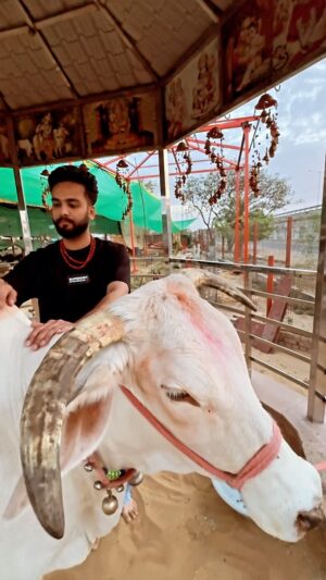 Elvish Yadav Instagram - जिनकी सेवा कर के नर भव से तर जाता,
सब देवो का अंश समेटे है गौ माता। 
.
.
.
.
#elvishyadav #elvisharmy #reels