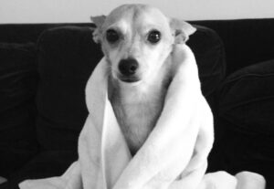Emily Wickersham Instagram - For those of you who knew Miguel, I’m sure you’re all surprised he lasted this long. We know he was a polarizing dog with some behavioral issues… which I like to call his personality. That personality is what drew me to adopt him 16 years ago in Los Angeles. I’m an underdog person. I like the stray ones. I Iike the off beat you don’t know what you’re going to get kinda of dog…and person. If you had the pleasure of connecting with Miggy you knew this about him. He was definitely not for everyone. But for the ones he was for and who loved him, he loved you back and he loved hard. Maybe too hard sometimes, with a little love bite. He was little but mighty. We know this. It’s what I loved about him. I really really loved our ride together. He was a very special dog with a lot of heart and chutzpah.
I’m going to miss you so much Mig. 
Rest easy little man. I love you forever. 
💔