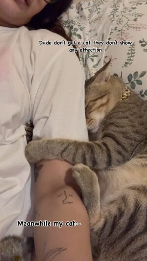 Erika Packard Instagram - On public demand my cat cuddling 🥹 Elvis  does this every@night  he needs to cuddle to sleep .
