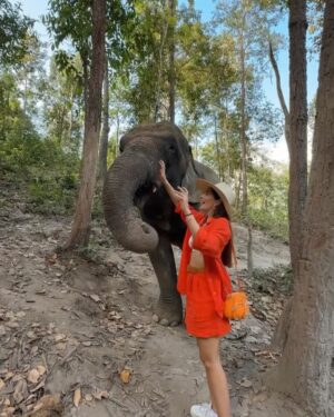 Eugenia Lemos Instagram - Momento mágico que jamás olvidaré 🥹🐘

Una experiencia inolvidable, fuimos a un Santuario de 
elefantes de #changmai , donde cuidan elefantes rescatados o huérfanos, y  les brindan una vida lo más natural pisible, buscando el bienestar de elefantes . 

En las noches los elefantes van solos a dormir a las afueras y en las mañanas regresan al santuario solos, lo dulces y amoroso que son no se puede creer .  Juegan para pedir comida, son muy suaves en sus movimientos  y muy amigables con las personas .  Esta tarde jamás la olvidaré  fue mágico poder alimentar y compartí con ellos 🥹🐘✨

En los santuarios de de elefantes puedes: observarlos en su habitad, una interacción ética con los elefantes , rehabilitación, rescate y educación. ✨🤍🐘

#tailandia 🇹🇭

Les cuento que en el santuario que fuimos nosotros
(leimos mucho antes) respetaban el encuentro, solo si ellos se acercaban y están a gusto, también hay actividades de observación, como observar de lejos al bebé elefante con su mamá y a los elefantes bañarse, comer , etc… 
Hoy día en Tailandia solo quedan 4.400 mil elefantes, hacia 1850 había 100.000 elefantes 💔
Tristemente en Tailandia existía un tradicional método de "domesticación" de elefantes, una costumbre arraigada desde hace muchos siglos y que formaba parte de la cultura del país 💔
Desde muy pequeños se separa a las crías de sus madres en estado salvaje, en ocasiones después de haberlas matado, y se les sometía a un cruel aislamiento y a la tortura hasta someterles y que sean totalmente sumisos al hombre de por vida 💔

 Actualmente, gracias a organizaciones como FAADA, Bring the Elephant Home o Elephant Family, se está mejorando la situación del elefante asiático y su supervivencia, cuidando su hábitat natural y con un trato más ético de los animales en cautiverio.
Estás organizaciones fomentan un turismo sostenible, donde se conocen e interactúan de forma ética con los elefantes, de manera responsable apoyando santuarios y centros de rescate de elefantes para poder darles una mejor vida en  Tailandia 🙏