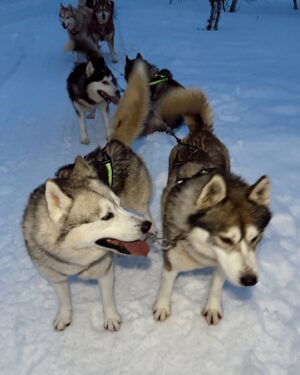 Evgenia Samara Instagram - [364/366•2024]*
___________________
Bucket list getting shorter and shorter these days…
Dog sledding and petting 🫠✅

#articlife #huskysledding