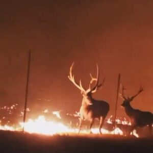 Fernanda Romero Instagram - My heart aches 💔 
Last night was a horrible night. I  am deeply sorry for those who have lost everything in the devastating California fires. 💔 To those who had to flee their homes, leaving behind memories, cherished belongings, and even their beloved pets—my thoughts and prayers are with you. It’s unimaginable to see the city that has given so much now engulfed in such destruction. This is heartbreaking and enraging all at once. Sending love, strength, and hope to everyone affected. You are not alone.

🫶🏽gracias también a nuestros amigos que nos han llamado y ofrecido sus casas. Gracias de corazón. 

-
-
-
-
-
-
-
-
-
#CaliforniaStrong
#PrayForCalifornia
#CaliforniaFires
#WeStandWithYou
#RebuildCalifornia