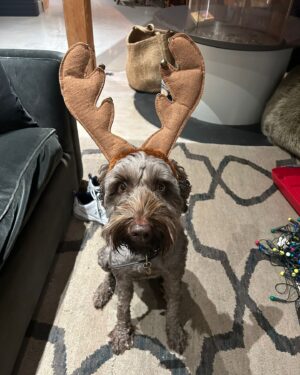 Gillian Anderson Instagram - Happy Nipplemas to one and all from me & Stella 🎄🤶🏻🐶