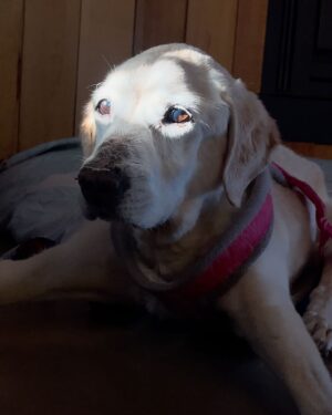 Gimena Accardi Instagram - no me salen las palabras, y a Neruda le sobraban:

“…mi perro me miraba dándome la atención necesaria,
la atención necesaria
para hacer comprender a un vanidoso,
que siendo perro él,
con esos ojos, más puros que los míos,
perdía el tiempo, pero me miraba
con la mirada que me reservó
toda su dulce, su peluda vida,
su silenciosa vida,
cerca de mí, sin molestarme nunca,
y sin pedirme nada.

Ay cuántas veces quise tener cola
andando junto a él por las orillas del mar,
y mi perro brincando, hirsuto,
lleno de voltaje marino en movimiento:
mi perro vagabundo y olfatorio
enarbolando su cola dorada
frente a frente al Océano y su espuma.
alegre, alegre, alegre
como los perros saben ser felices,
sin nada más,
con el absolutismo de la naturaleza descarada.
No hay adiós a mi perro que se ha muerto” 

🌹🌹🌹

ummi vivió 16 años de plena salud y rodeada de mucho amor. nos acompañó en todas, y nos hizo muy felices. gracias mi vieja por tanto amor, te amo con el alma. 
hasta en esto fue especial, una noche simplemente se fue a dormir y ya no se despertó. en paz y sin sufrir, cuando ella así lo quiso 💗