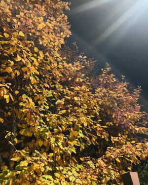 Ham Eun-jeong Instagram - 🍂🍁 가을바람 너무 좋음