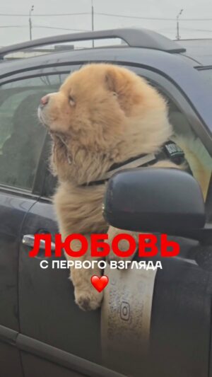 Irina Gorbacheva Instagram - Представьте себя на моем месте, а вы бы не влюбились???😱❤️