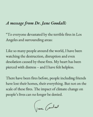 Jane Goodall Instagram - A statement from our founder, Dr. Jane Goodall, on the LA wildfires:

"To everyone devastated by the terrible fires in Los Angeles and surrounding areas.

Like so many people around the world, I have been watching the destruction, disruption and even desolation caused by these fires. My heart has been pierced with distress – and I have felt helpless.

There have been fires before, people including friends have lost their homes, their everything. But not on the scale of these fires. The impact of climate change on people’s lives can no longer be denied.

I pray for all affected. It is small consolation if you have lost everything, but I want you to know I am thinking of you every minute of the day.

And I know that the whole JGI family, around the world, joins me in sending this message of concern.

I send my love.

Jane

PS and we feel, too, for all the animals who have lost their lives, their food and their homes and are so thankful for the rescue and shelter efforts underway."