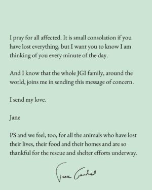 Jane Goodall Instagram - A statement from our founder, Dr. Jane Goodall, on the LA wildfires:

"To everyone devastated by the terrible fires in Los Angeles and surrounding areas.

Like so many people around the world, I have been watching the destruction, disruption and even desolation caused by these fires. My heart has been pierced with distress – and I have felt helpless.

There have been fires before, people including friends have lost their homes, their everything. But not on the scale of these fires. The impact of climate change on people’s lives can no longer be denied.

I pray for all affected. It is small consolation if you have lost everything, but I want you to know I am thinking of you every minute of the day.

And I know that the whole JGI family, around the world, joins me in sending this message of concern.

I send my love.

Jane

PS and we feel, too, for all the animals who have lost their lives, their food and their homes and are so thankful for the rescue and shelter efforts underway."
