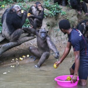 Jane Goodall Instagram - ✨The chimpanzees at Tchimpounga always stick to their New Year’s resolution to eat healthy — mostly because their expert caregivers make it easy for them! 🍌
 
🛶 Every day, our dedicated team delivers boatloads of fresh, locally grown produce to their island sanctuaries. From bananas to sweet potatoes, this nutrient-packed feast helps keep the rescued chimpanzees happy, healthy, and thriving. 🌿🐵
 
But this isn’t just about the chimpanzees — by sourcing food from local farmers, we’re also supporting sustainable agriculture and strengthening our surrounding communities. 💚
 
As you dive into your resolutions, you can take a leaf (or a banana peel!) out of the Tchimpounga's book by incorporating more fresh, local produce into your diet. It's good for your health and for the planet. 🌍✨
 
*Dr. Goodall and the Jane Goodall Institute do not endorse handling or close proximity to wildlife. This represents a sanctuary context with trained professionals.*
 
#JGI #JaneGoodall #Conservation #Tchimpounga #Chimpanzee
 
📸: Fernando Turmo
.
 
.
 
.
 
Alt Text:
Slide 1 - Chimpanzees reach for food as a caregiver passes out food from a boat.
Slide 2 - Fruit is loaded onto a boat in a narrow river surrounded by vegetation.
Slide 3 - Fruit is touched and counted by two men in a boat.