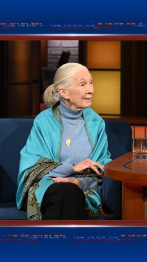 Jane Goodall Instagram - @janegoodallinst finds that some male politicians are not too different from chimpanzees.

#Colbert