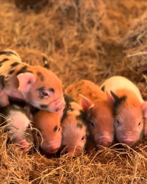 Jenna Elfman Instagram - Swipe for the New Year’s baby piglets & the awesome guardian doggos!!! 🐷 🐕