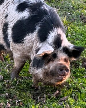 Jenna Elfman Instagram - Swipe for the New Year’s baby piglets & the awesome guardian doggos!!! 🐷 🐕