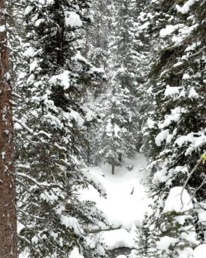Jennifer Garner Instagram - I love Snow 
My best friend Snow 
More Snow 
A poem I love by @maryoliverofficial filmed in Snow
Trees & Snow 
After a week of looking at snow (via @paulnicklen)
♥️❄️♥️