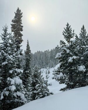 Jennifer Garner Instagram - I love Snow 
My best friend Snow 
More Snow 
A poem I love by @maryoliverofficial filmed in Snow
Trees & Snow 
After a week of looking at snow (via @paulnicklen)
♥️❄️♥️