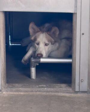 Jillian Michaels Instagram - Comment Max if you are interested in a beautiful healthy young husky?  He's been at the shelter 6 months.  Great with other dogs.  I will pay all fees and arrange it if he needs to travel to get to his new home. We have three including a cat and can't take another. 😞 @deshannamarie went to pick up some fosters and fell in love with this big guy.